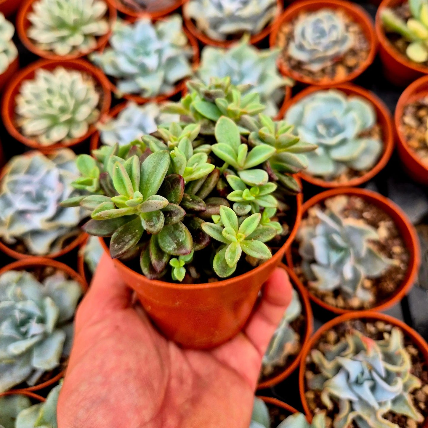 Echeveria ’Rezry’ variegada