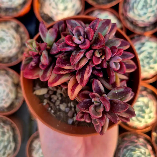 Echeveria ’Rezry’ variegada