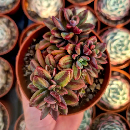 Echeveria ’Rezry’ variegada