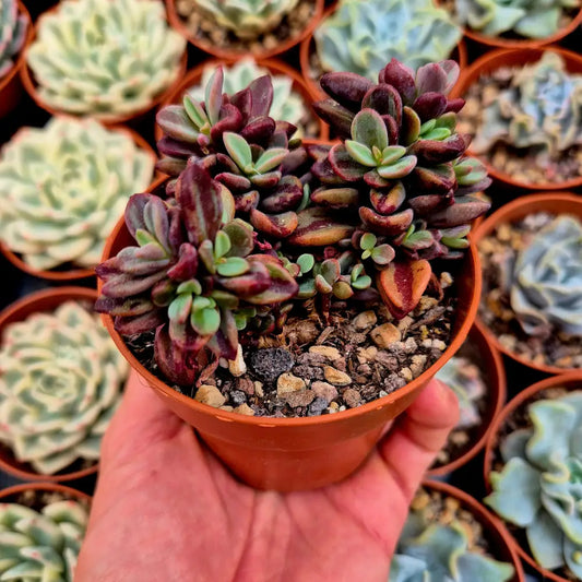 Echeveria ’Rezry’ variegada