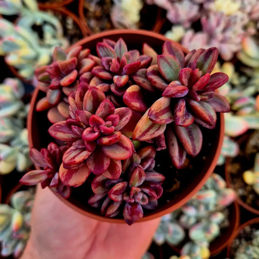 Echeveria ’Rezry’ variegada