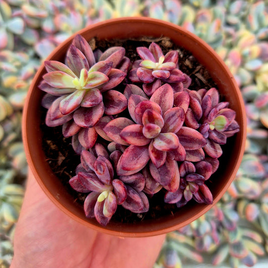Echeveria ’Rezry’ variegada