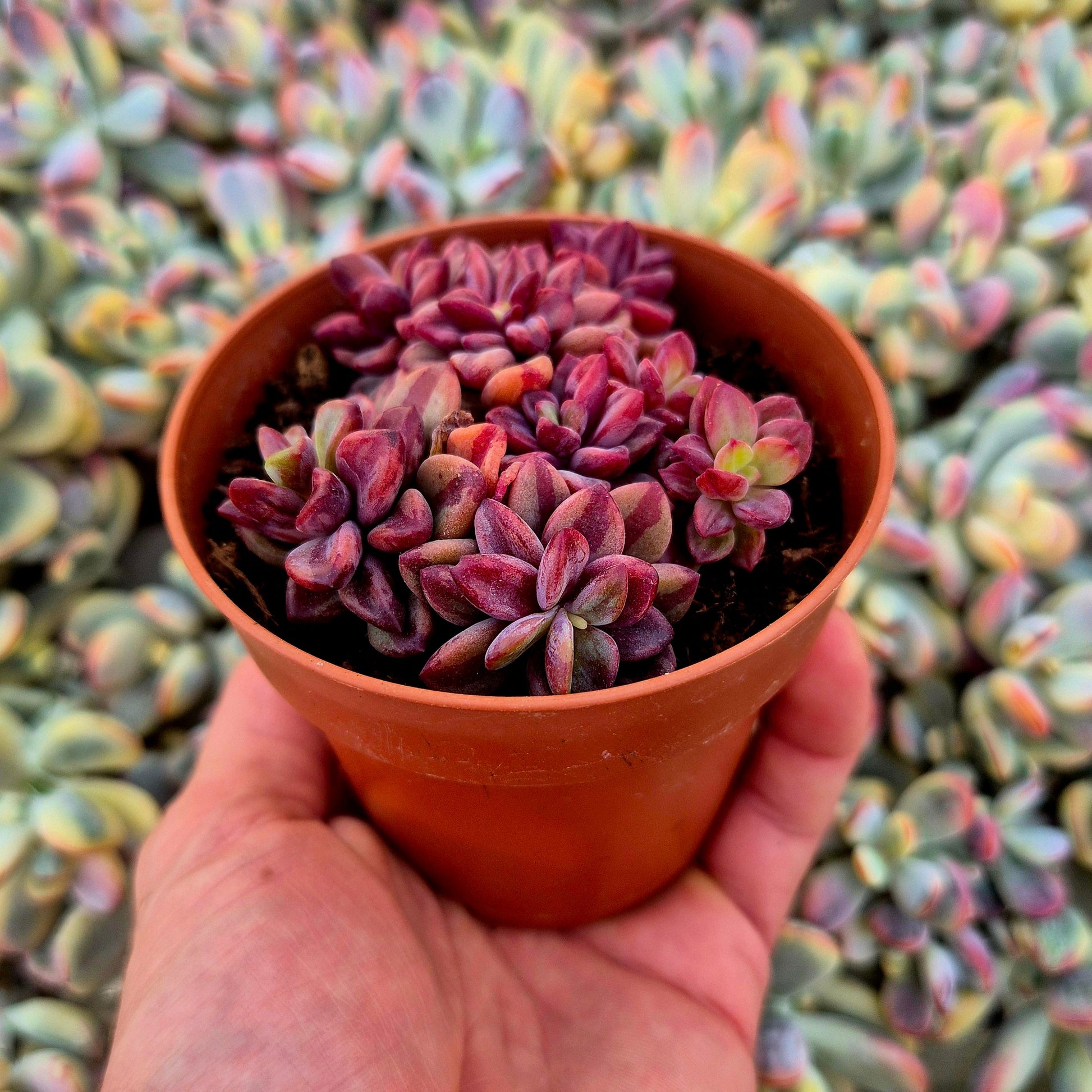 Echeveria ’Rezry’ variegada