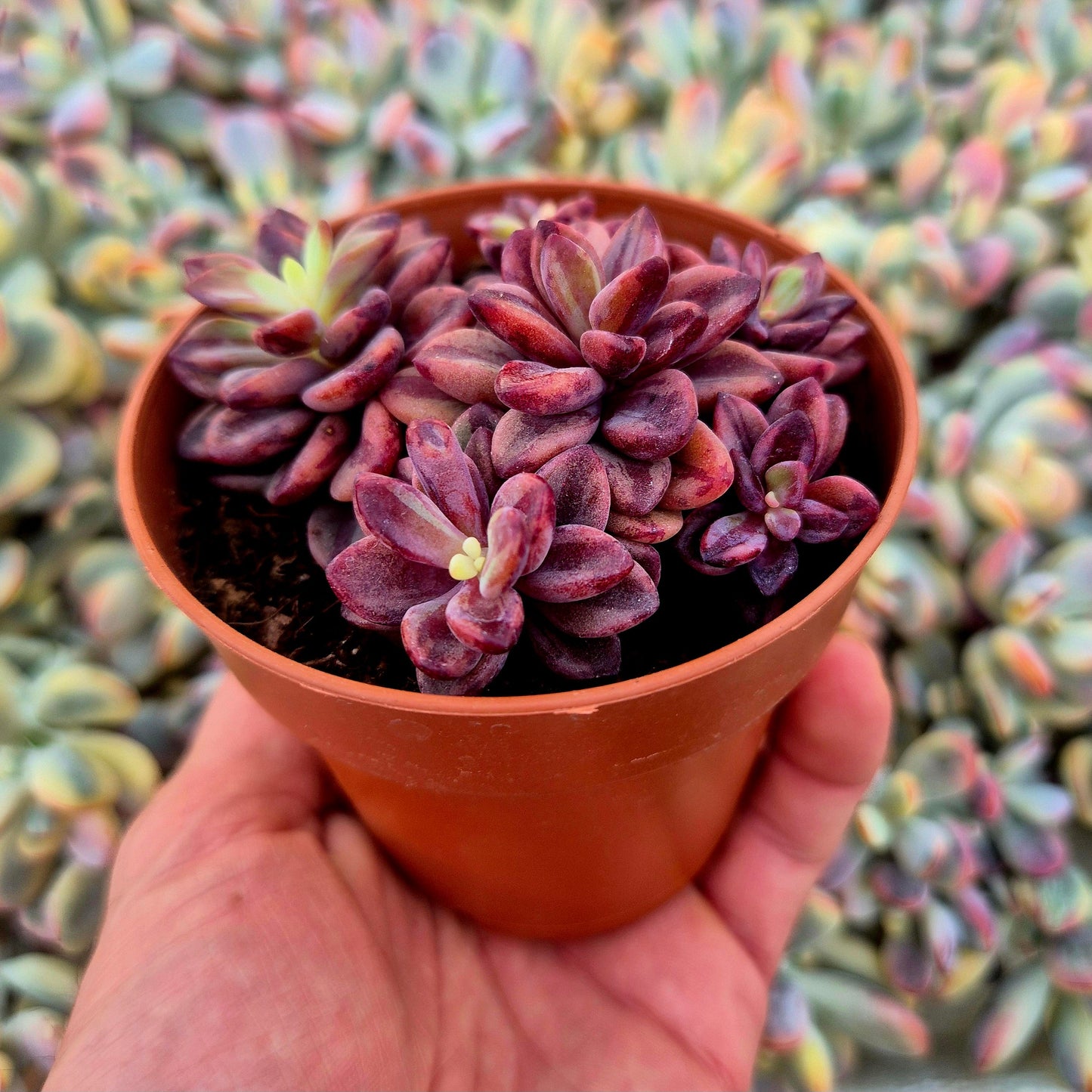 Echeveria ’Rezry’ variegada