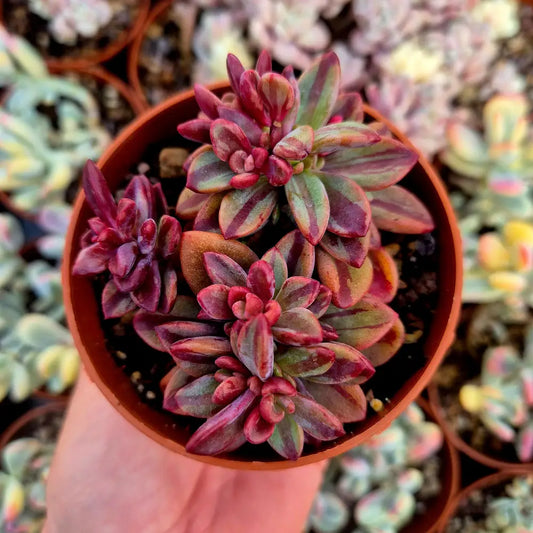 Echeveria ’Rezry’ variegada