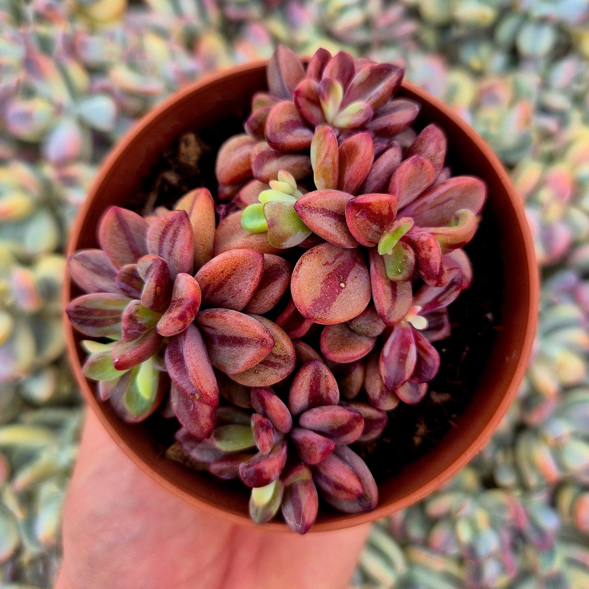 Echeveria ’Rezry’ variegada