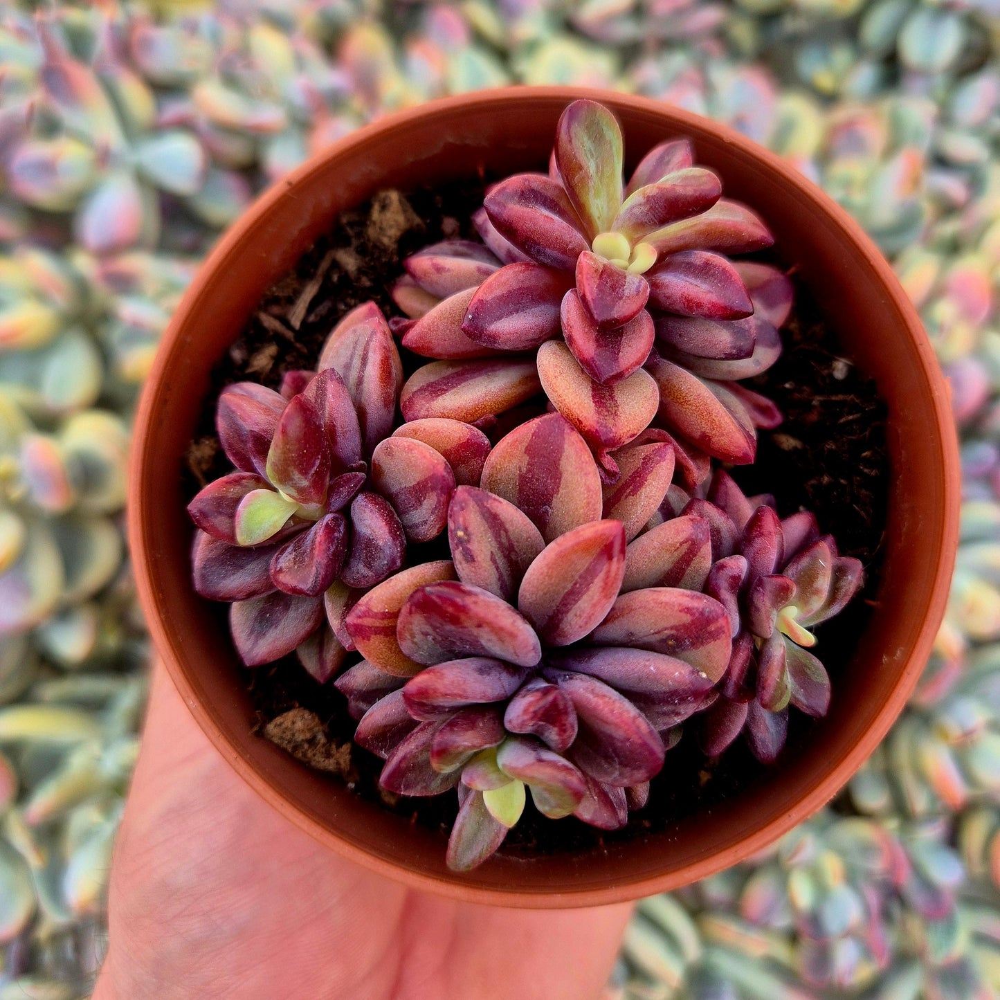 Echeveria ’Rezry’ variegada