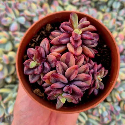Echeveria ’Rezry’ variegada