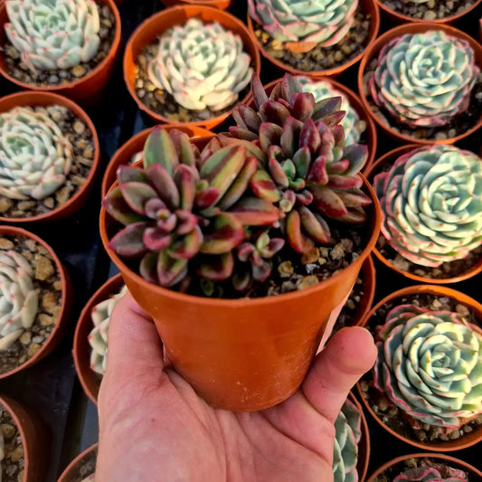 Echeveria ’Rezry’ variegada