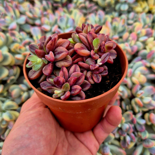 Echeveria ’Rezry’ variegada
