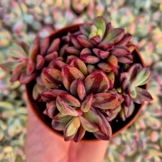 Echeveria ’Rezry’ variegada
