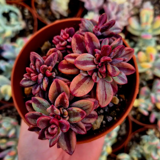 Echeveria ’Rezry’ variegada