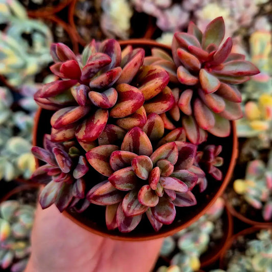 Echeveria ’Rezry’ variegada