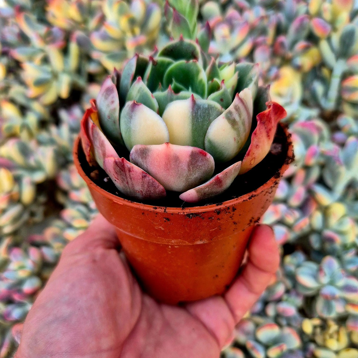 Echeveria ’Riyadh’ variegada