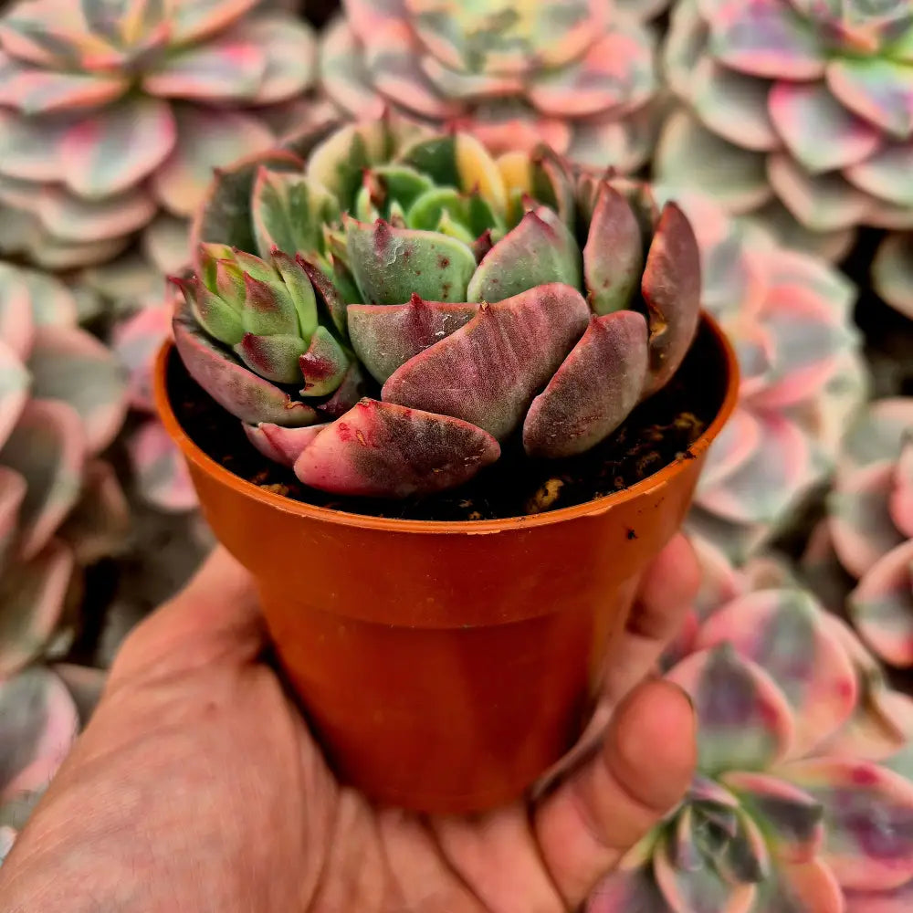 Echeveria ’Riyadh’ variegada