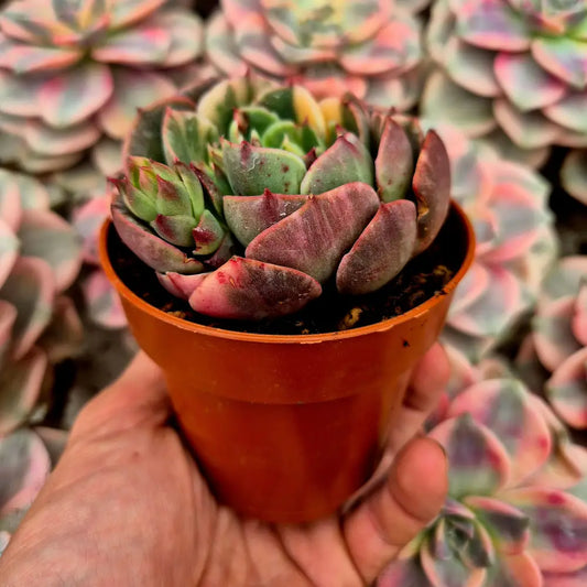 Echeveria ’Riyadh’ variegada