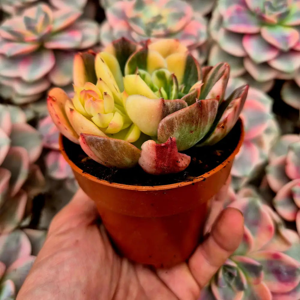 Echeveria ’Riyadh’ variegada