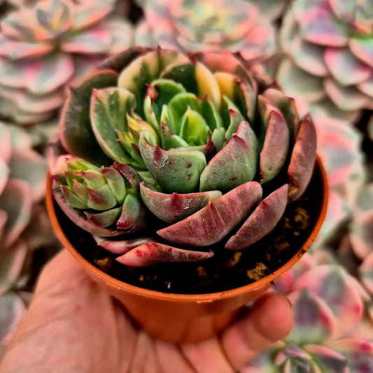 Echeveria ’Riyadh’ variegada