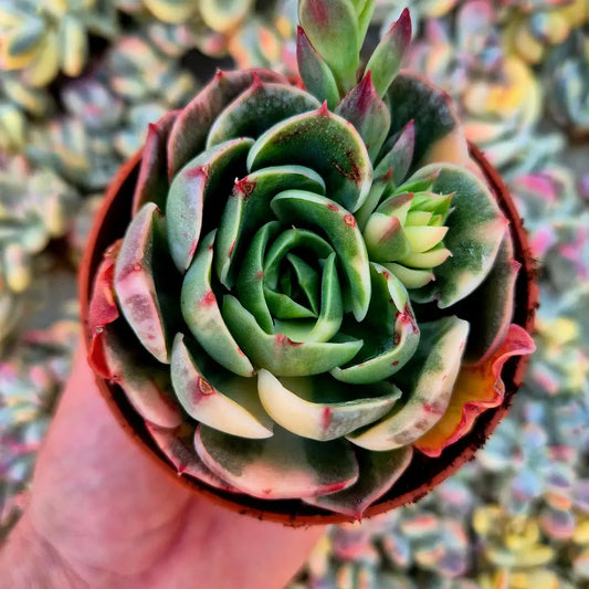 Echeveria ’Riyadh’ variegada