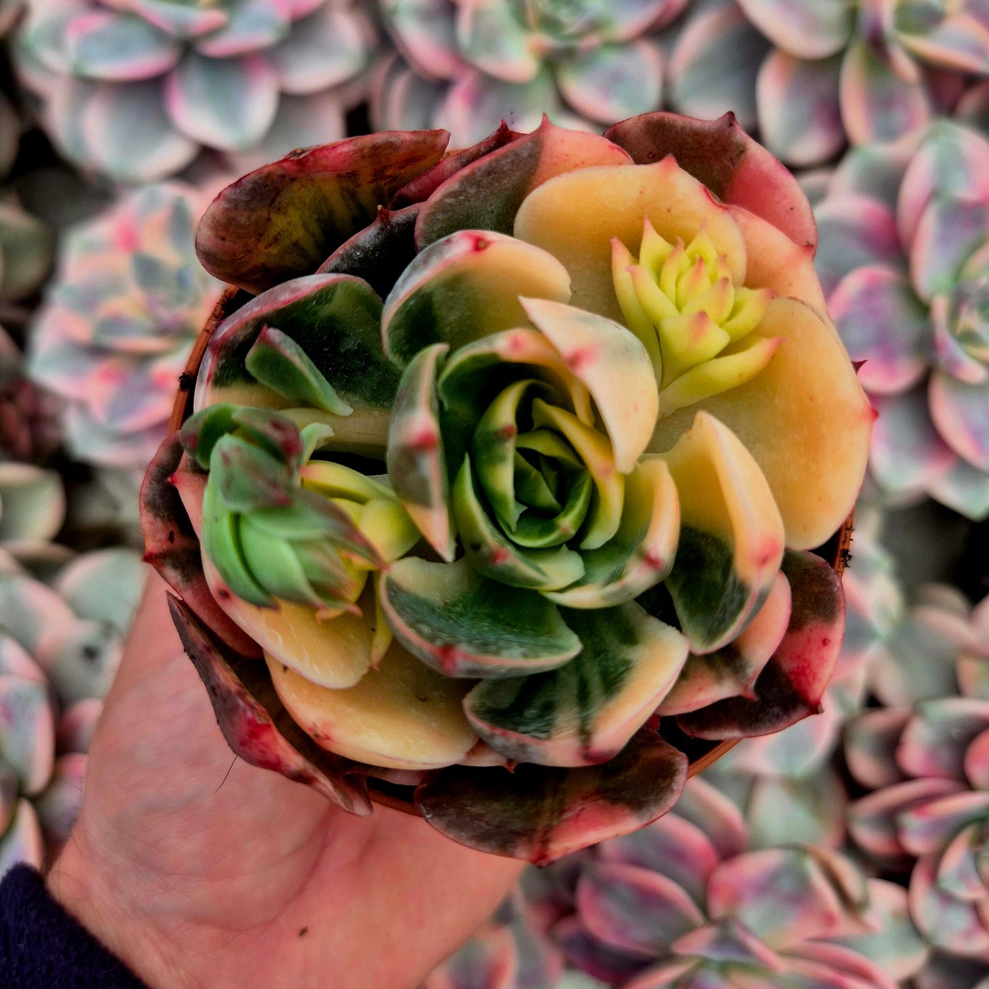 Echeveria ’Riyadh’ variegada
