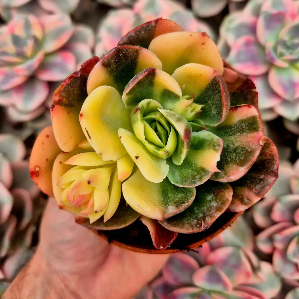 Echeveria ’Riyadh’ variegada
