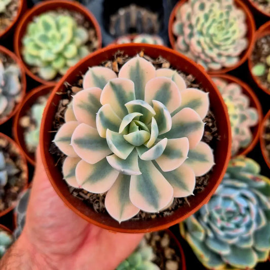 Echeveria runyonni variegada