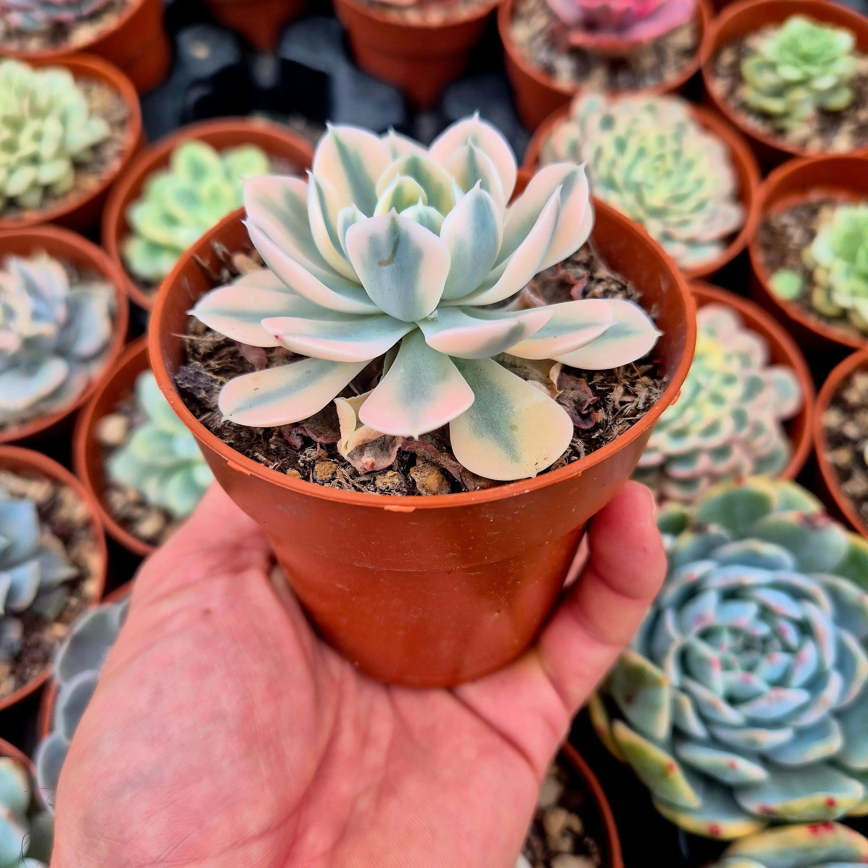 succulents variegated leaves Echeveria runyonni variegated