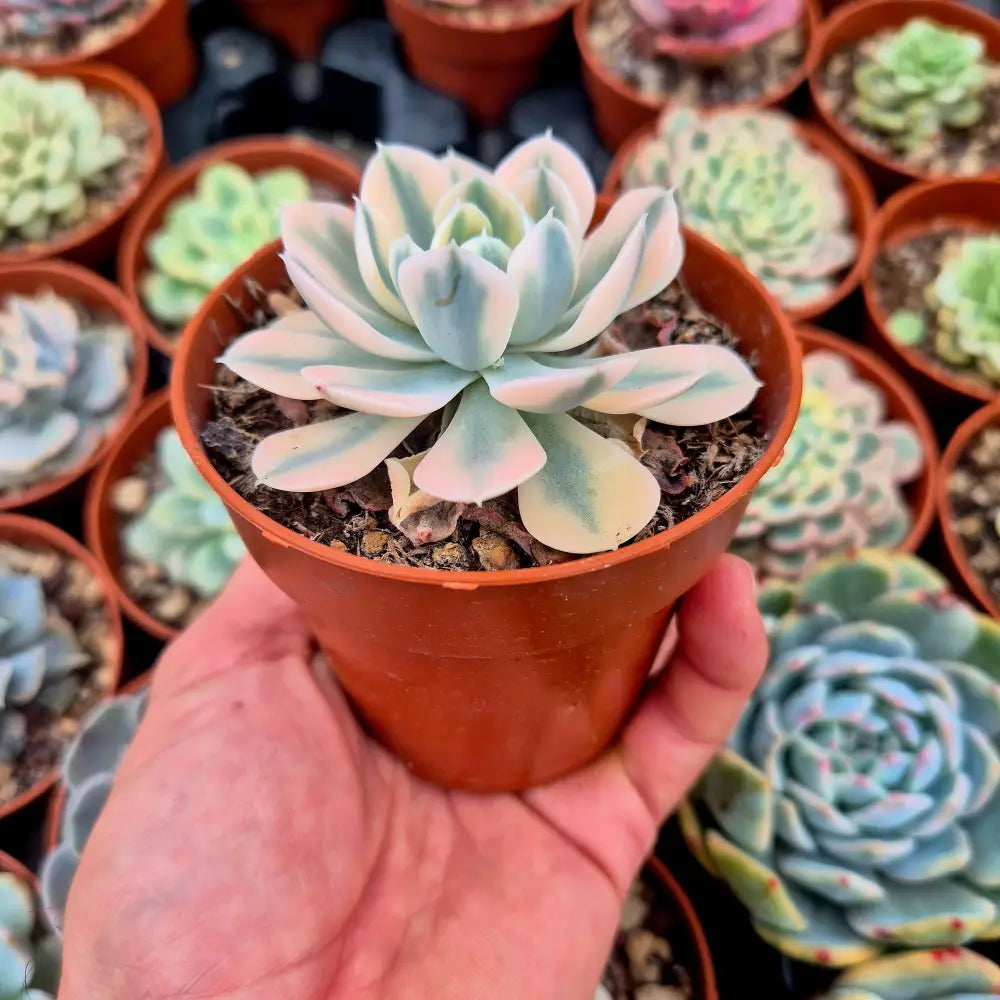 Echeveria runyonni variegada