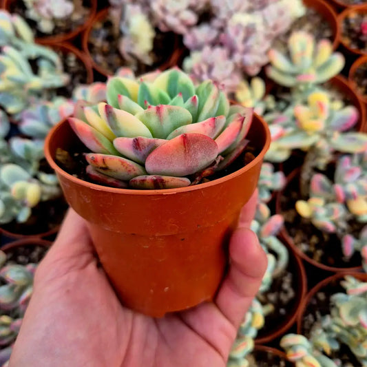 Echeveria ’Salmon’ variegada