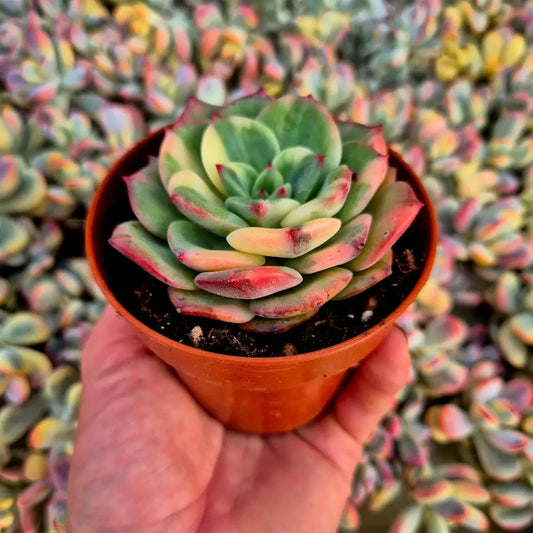 Echeveria ’Salmon’ variegada
