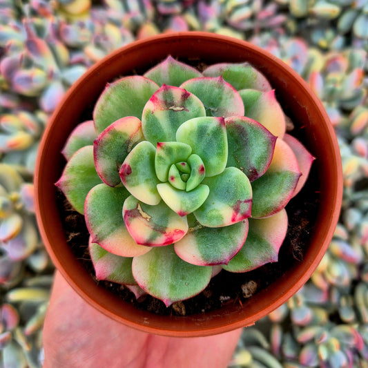 Echeveria ’Salmon’ variegada
