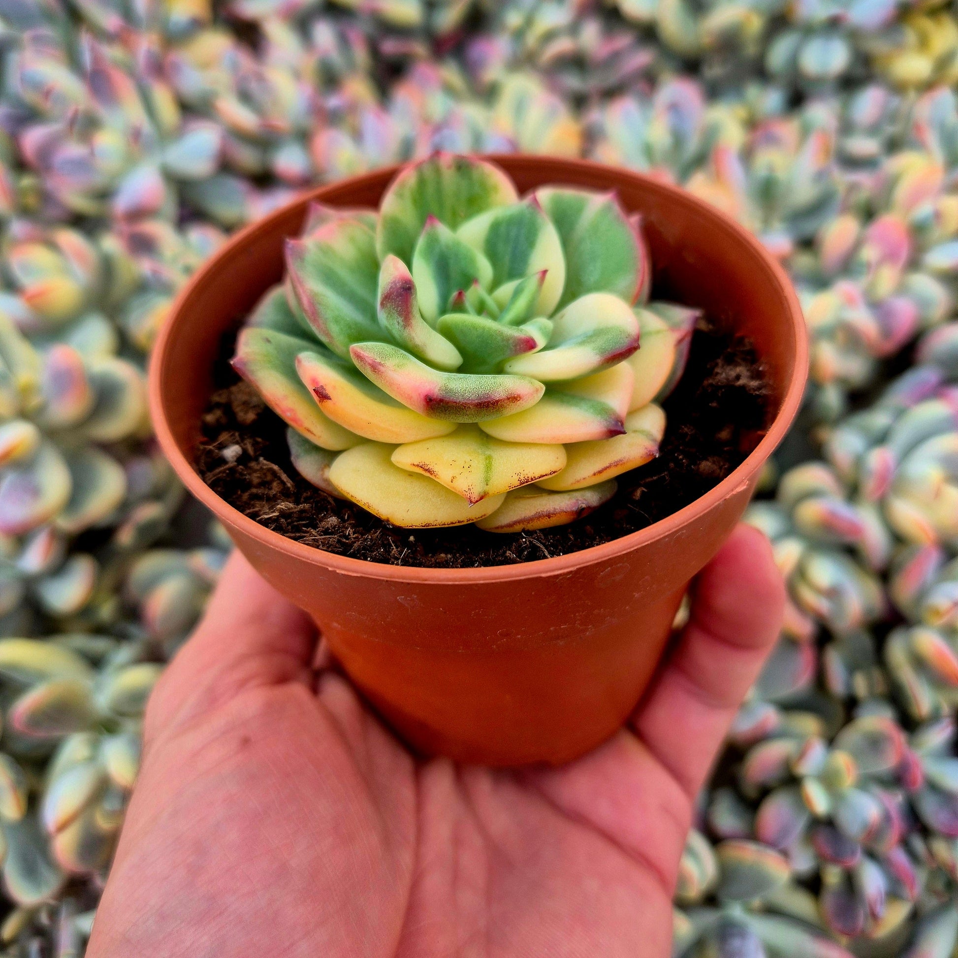 Echeveria ’Salmon’ variegada