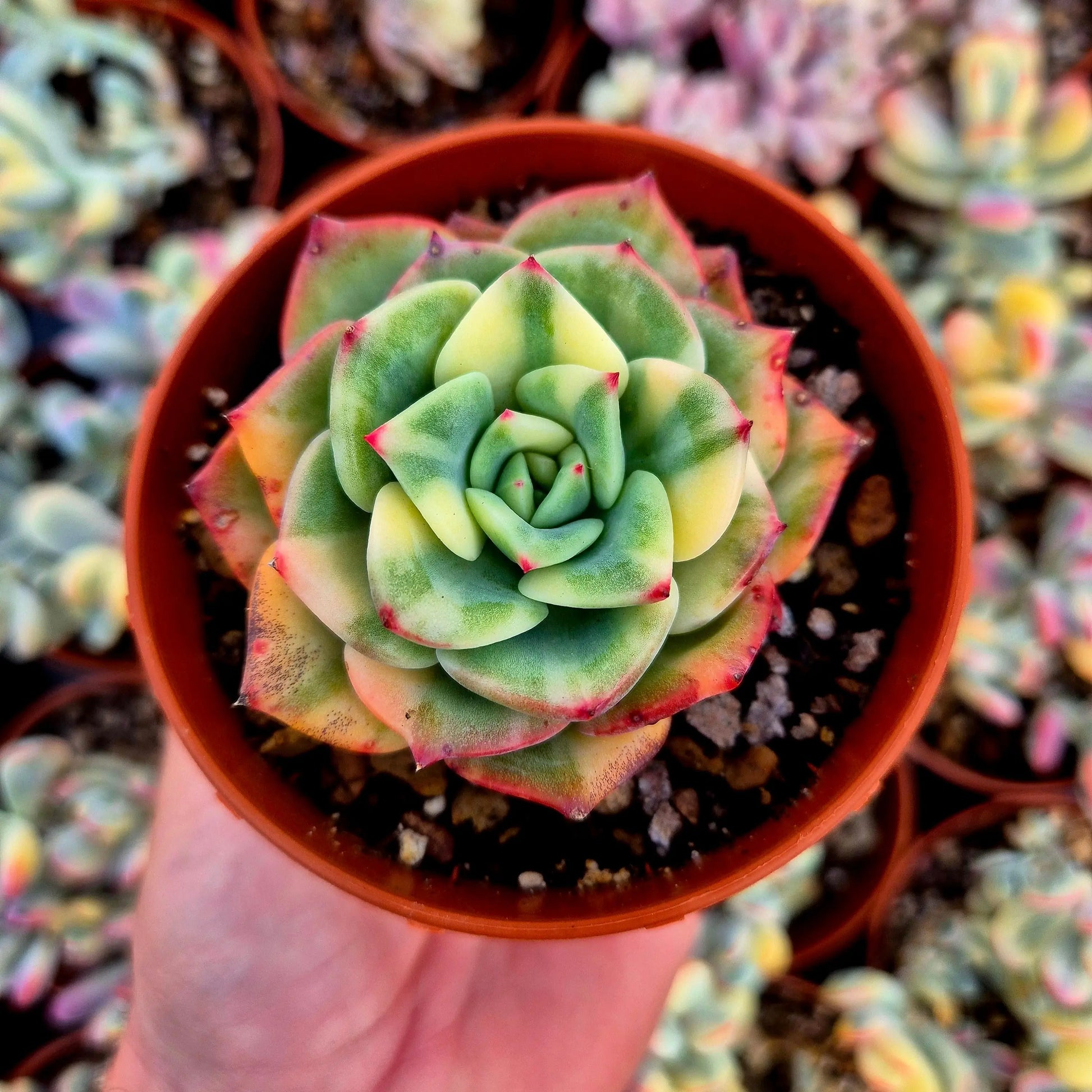 Echeveria ’Salmon’ variegada