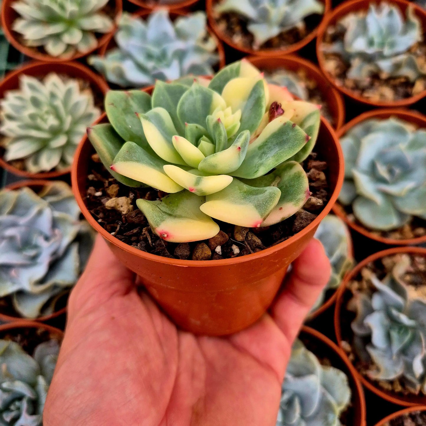 Echeveria ’Salmon’ variegada