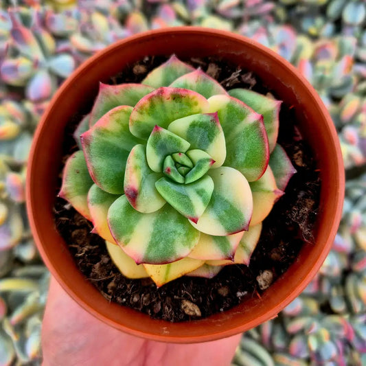 Echeveria ’Salmon’ variegada