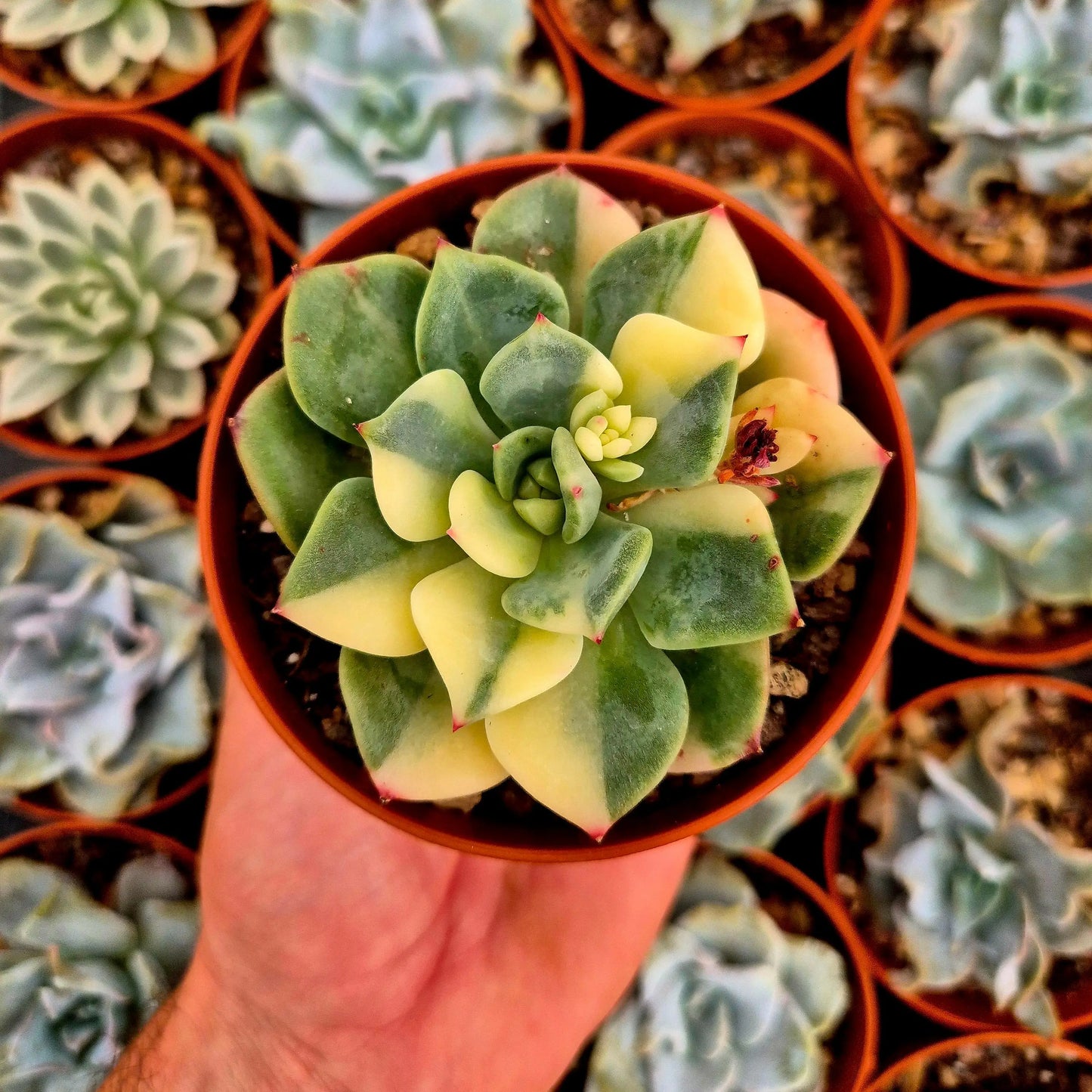 Echeveria ’Salmon’ variegada