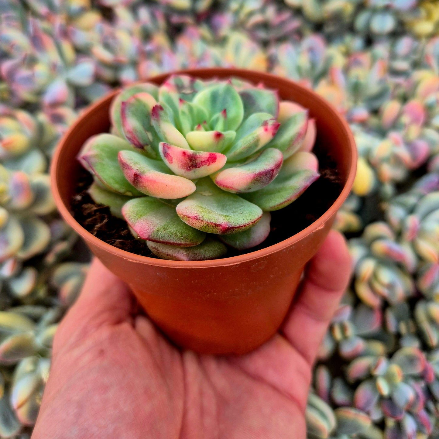 Echeveria ’Salmon’ variegada