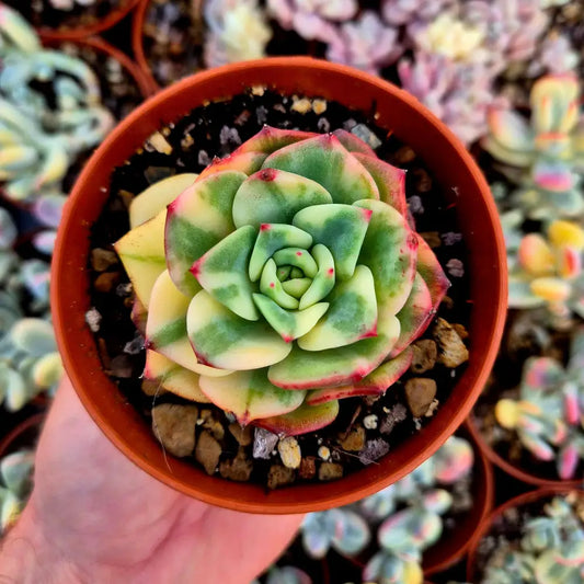 Echeveria ’Salmon’ variegada