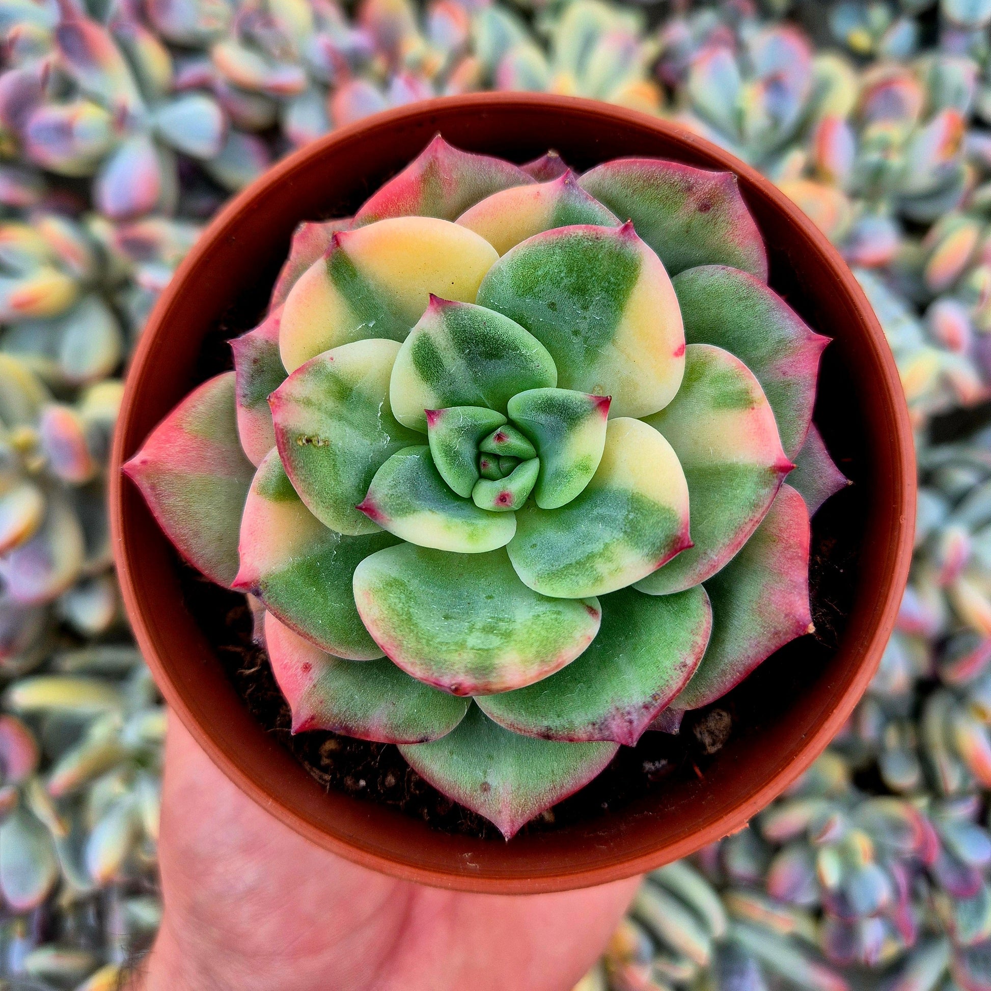 Echeveria ’Salmon’ variegada
