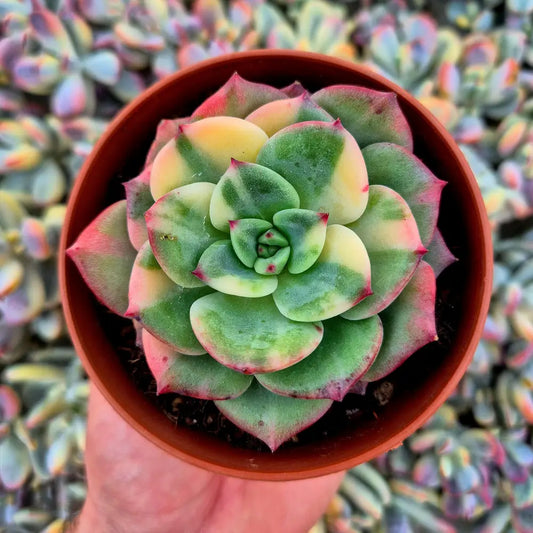 Echeveria ’Salmon’ variegada