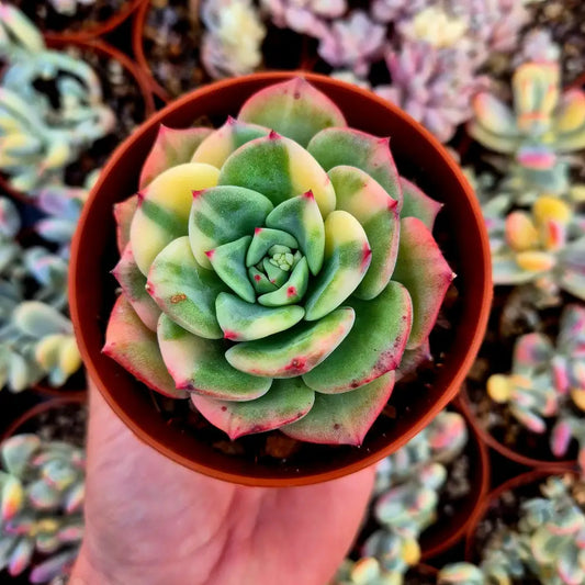 Echeveria ’Salmon’ variegada