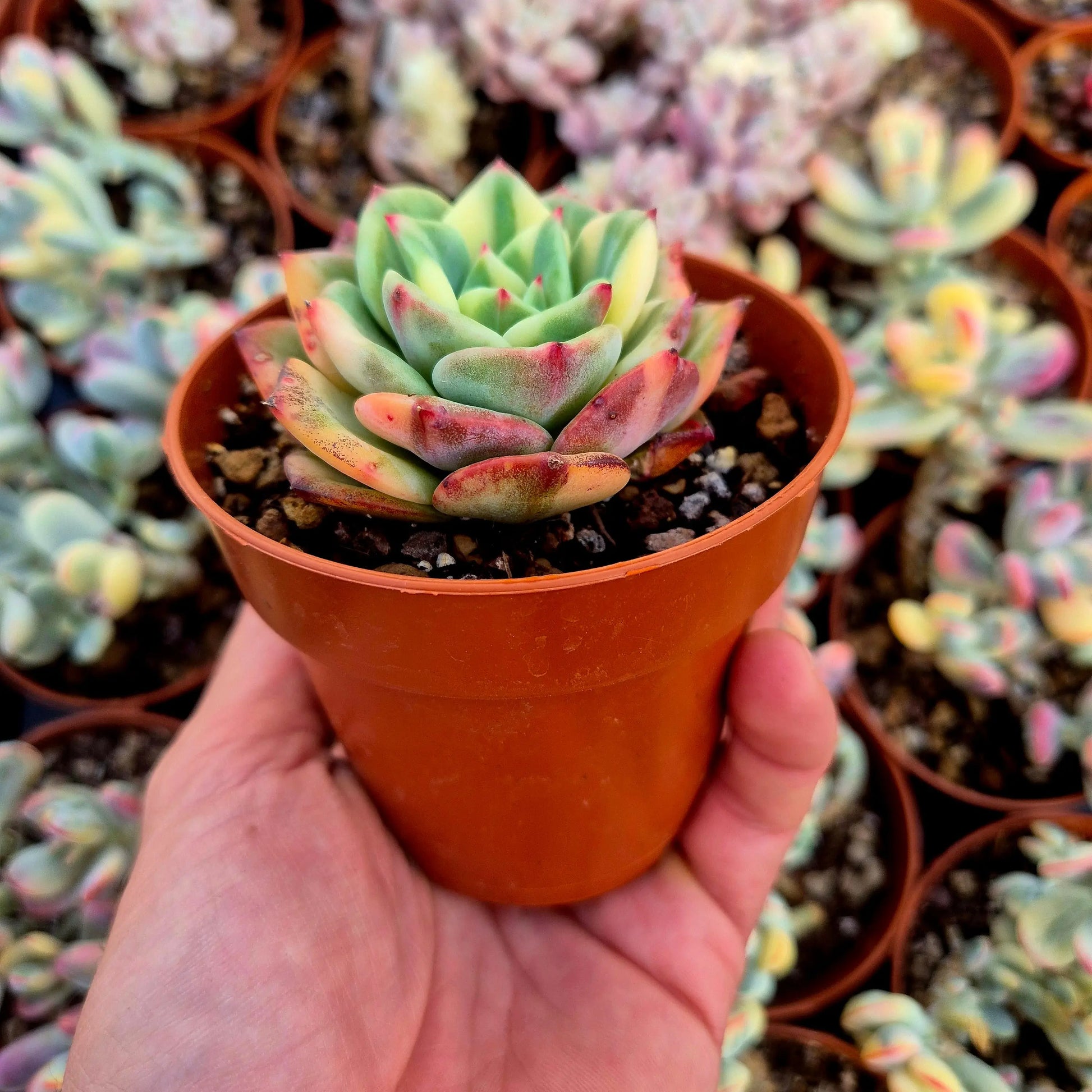 Echeveria ’Salmon’ variegada