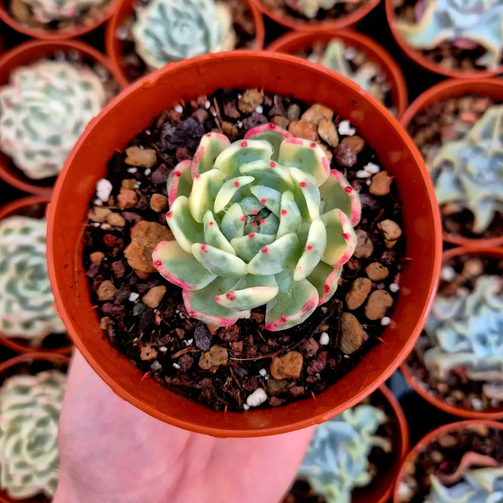 Echeveria ’Sarahime Boitan’ variegada