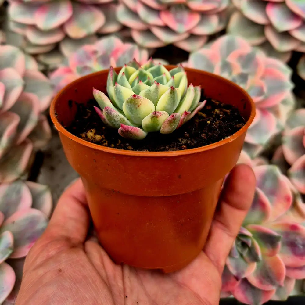 Echeveria ’Sarahime Boitan’ variegada
