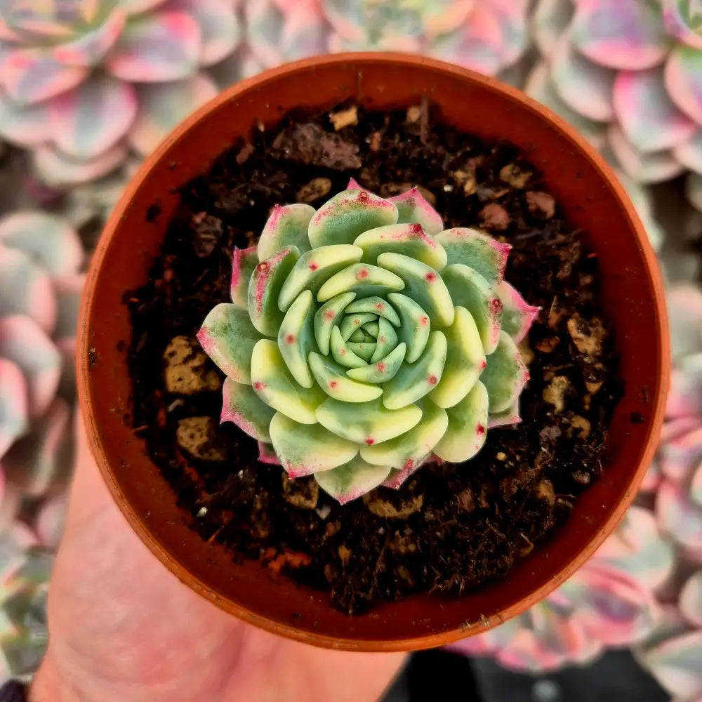 Echeveria ’Sarahime Boitan’ variegada