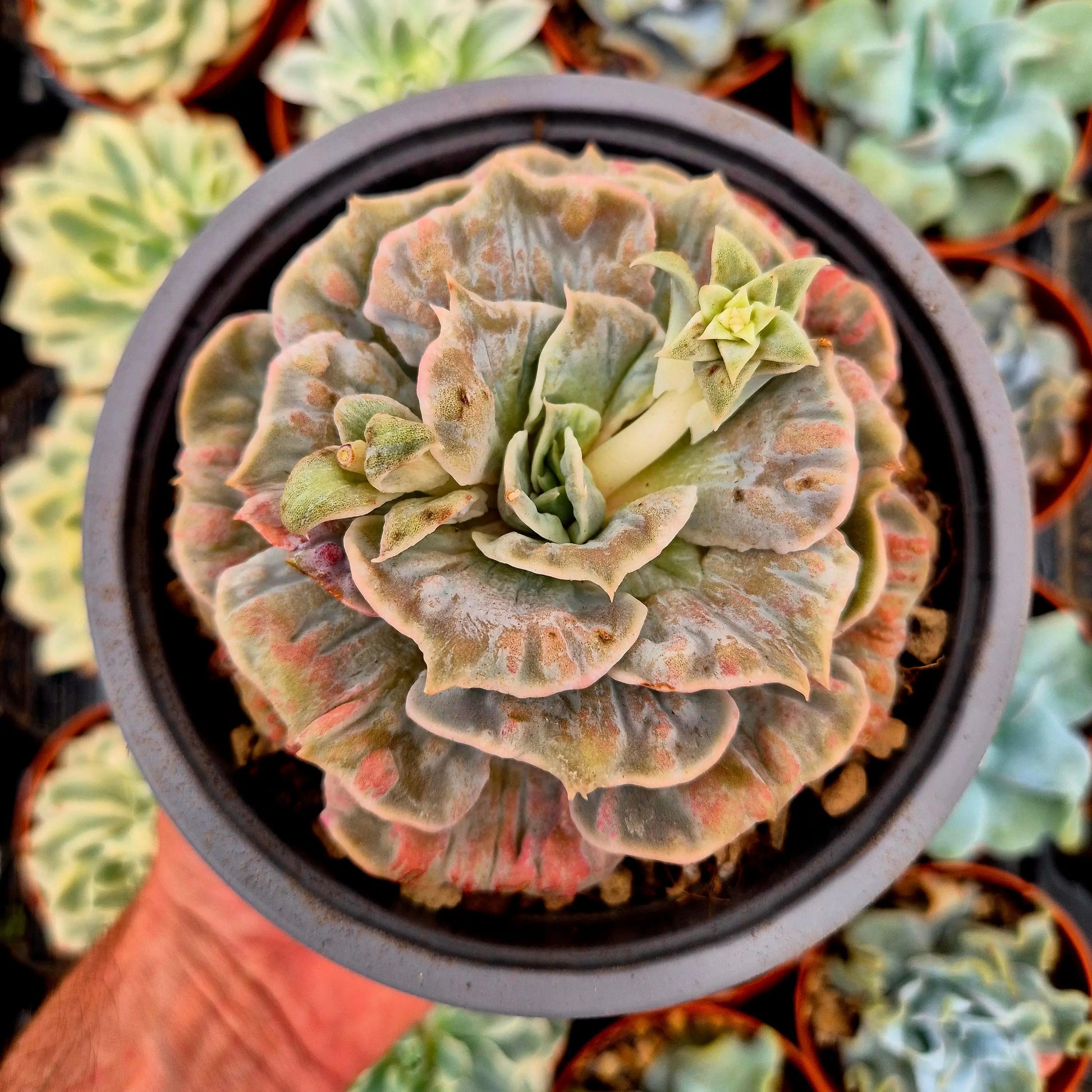 Echeveria ’Scarlet Witch’ variegada