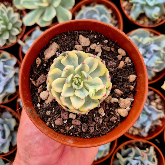 Echeveria ’Sitifukumiana’ variegada