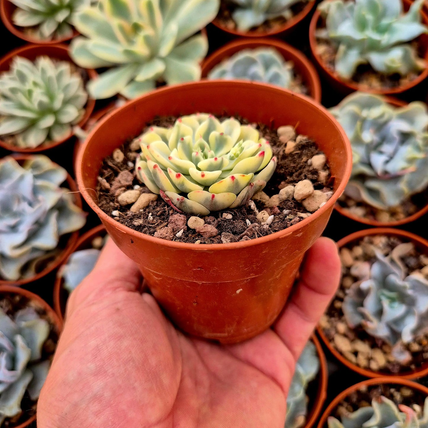 Echeveria ’Sitifukumiana’ variegada