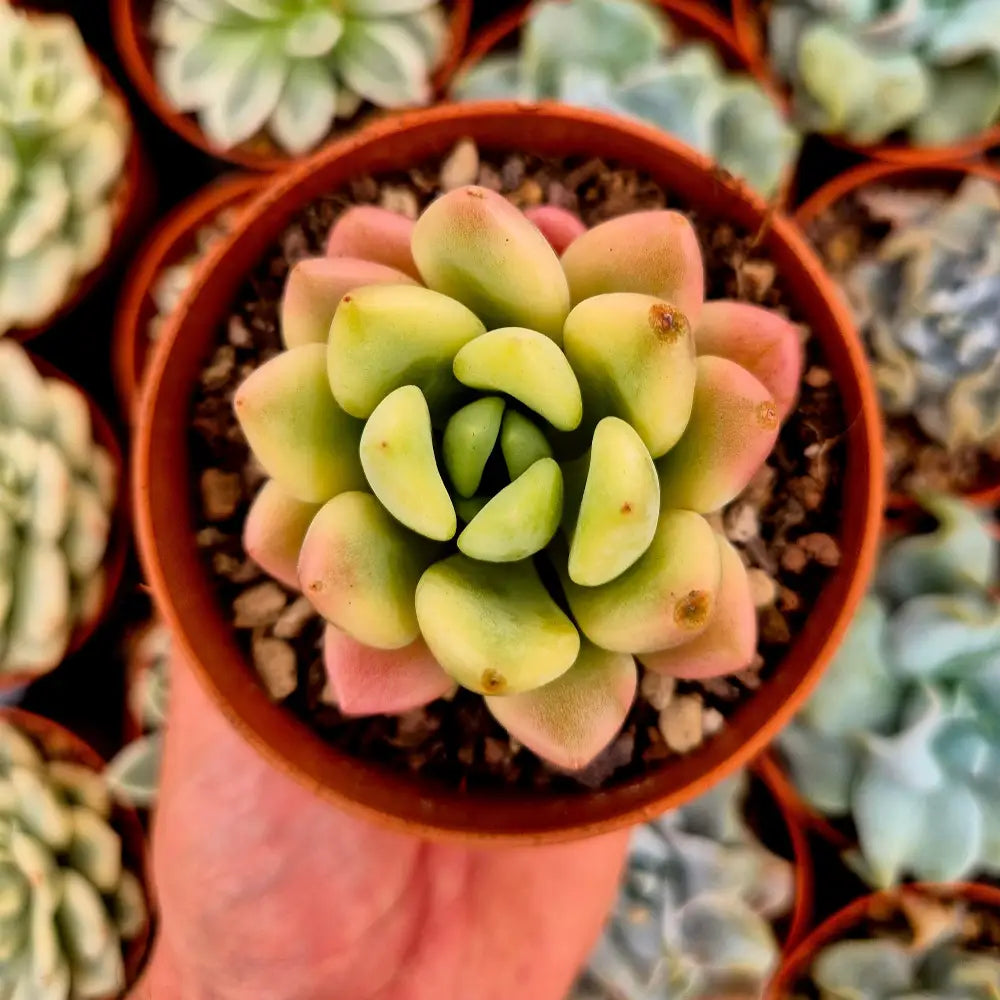 Echeveria “Spotted Deer” variegada