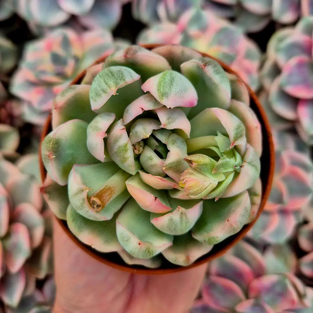 Echeveria ’Strawberry Cake’ variegada
